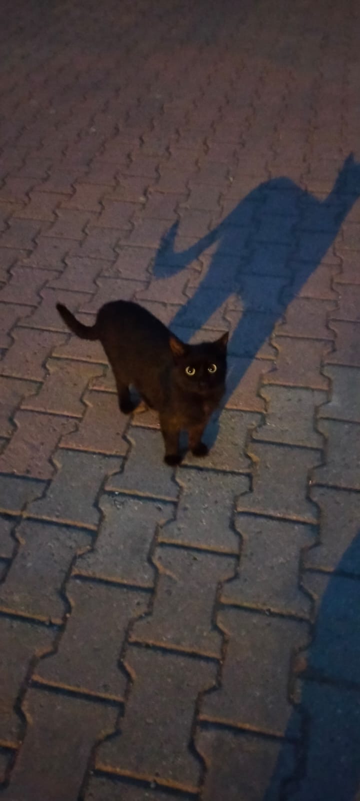 nekokedi